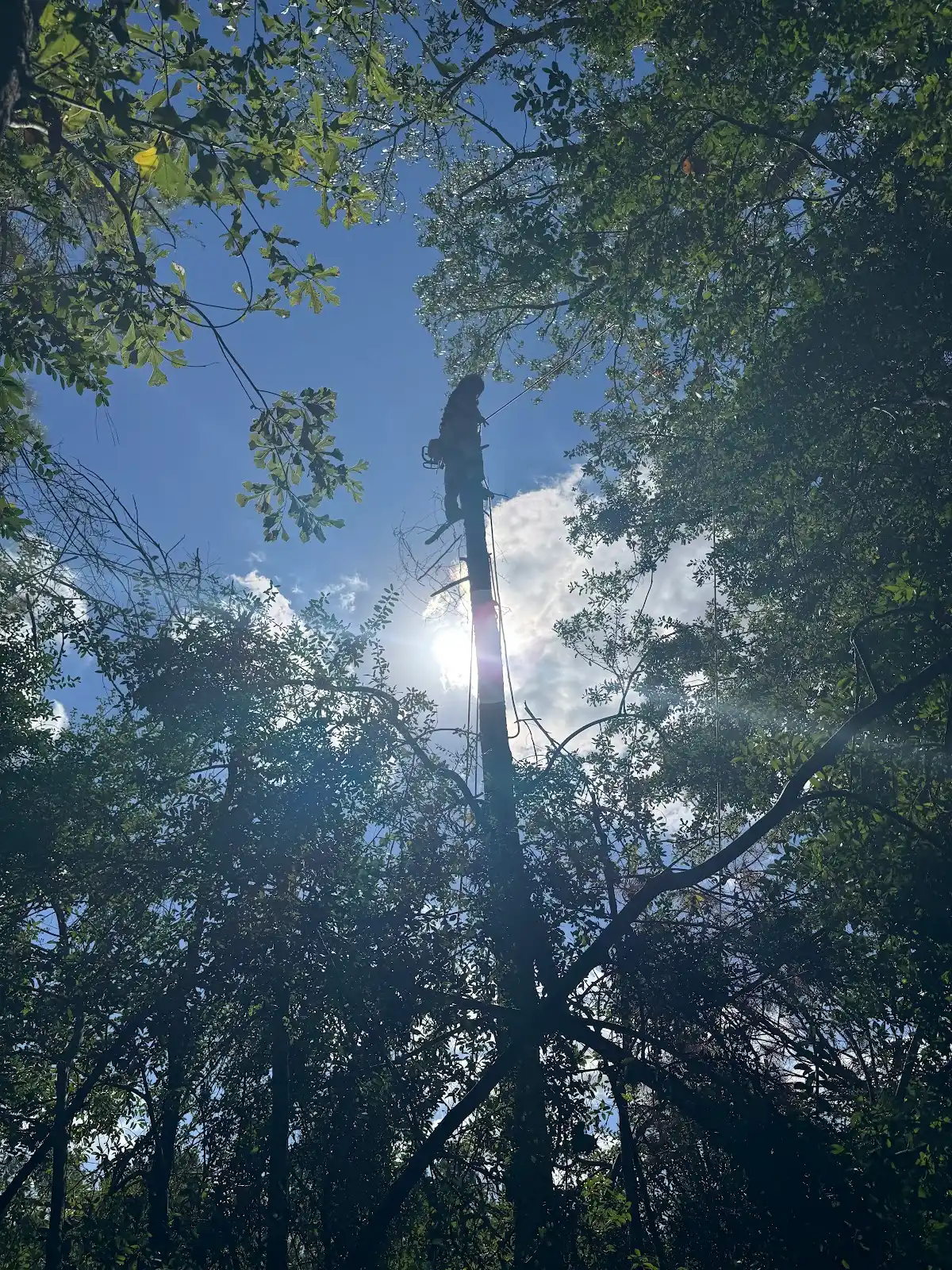 Geo Lopez - OGI Tree Service team in Waco TX