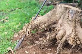 Tree Removal in Waco TX